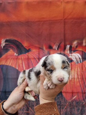 Les chiots de Berger Australien
