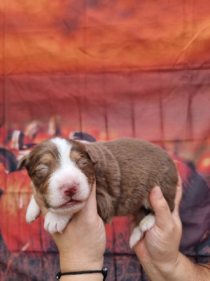 Les chiots de Berger Australien