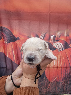 Les chiots de Golden Retriever