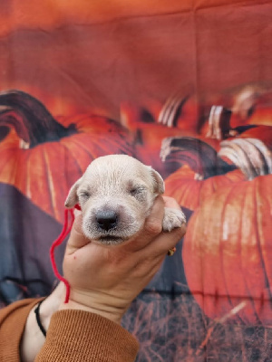 Les chiots de Golden Retriever