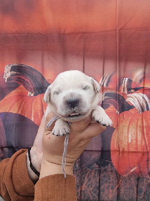 Les chiots de Golden Retriever