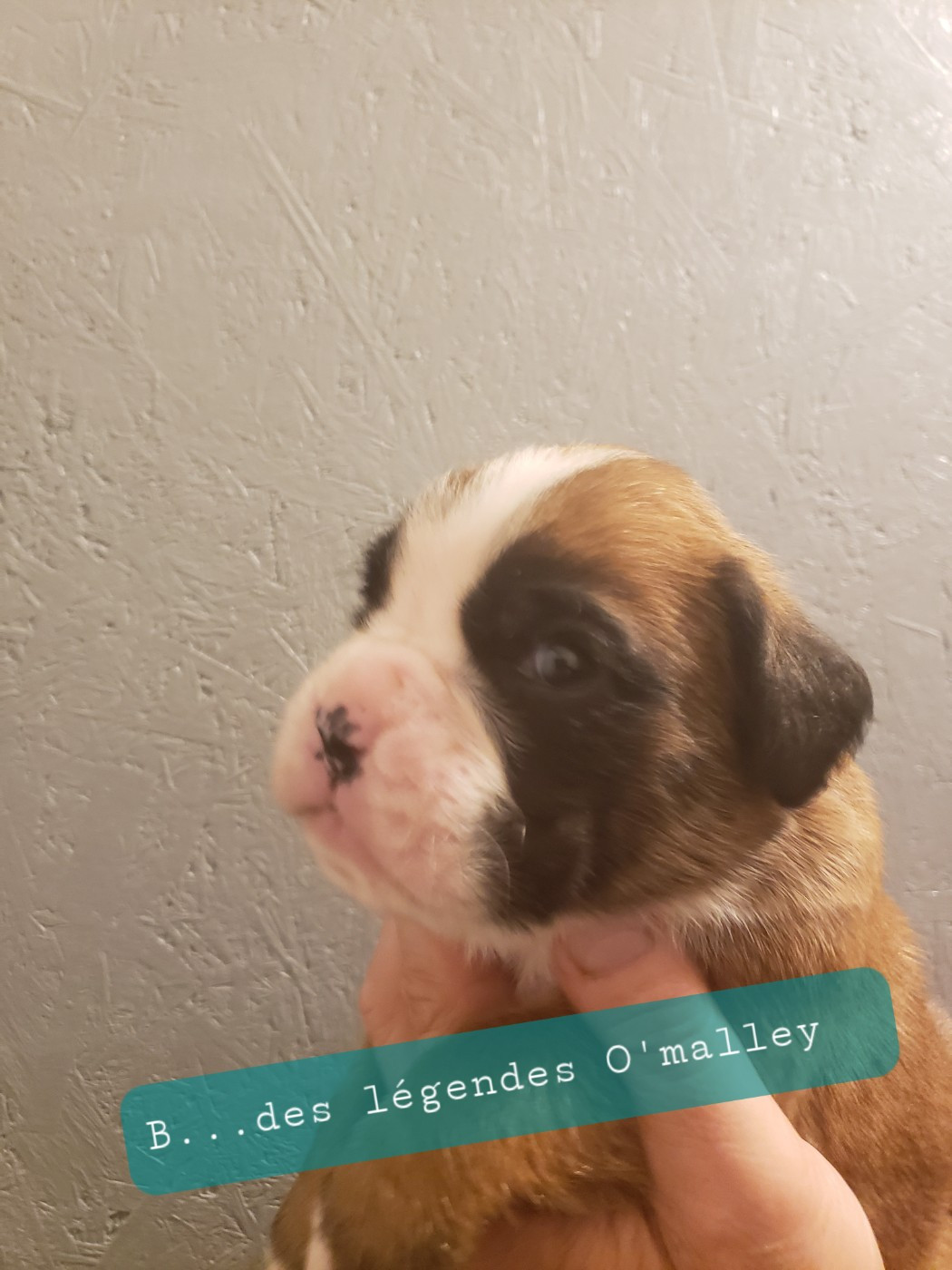 Billy Boy Des Légendes O'malley