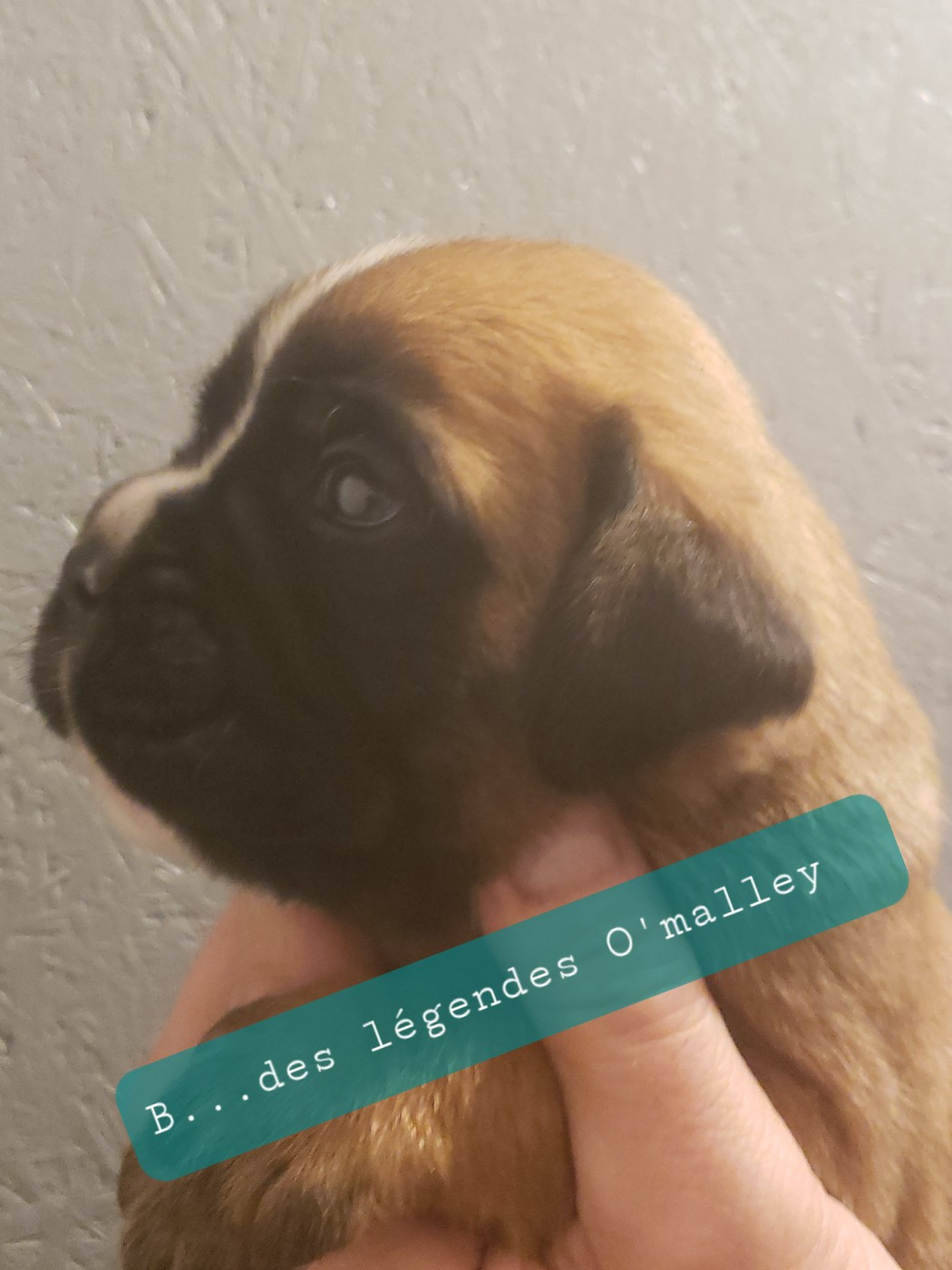 Bucky Des Légendes O'malley