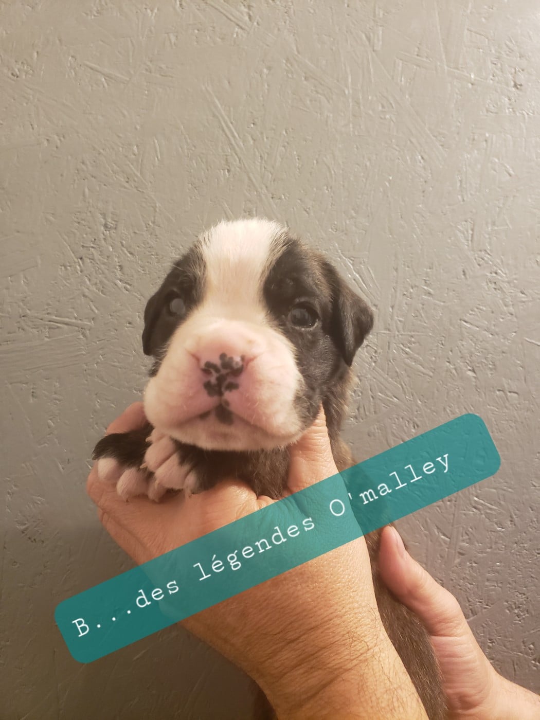 Bentley Des Légendes O'malley