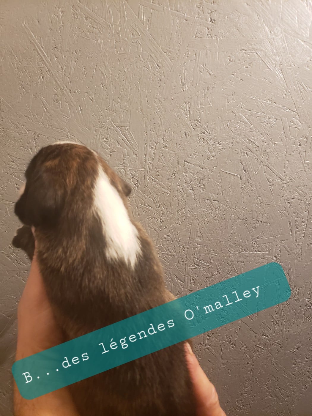 Bentley Des Légendes O'malley