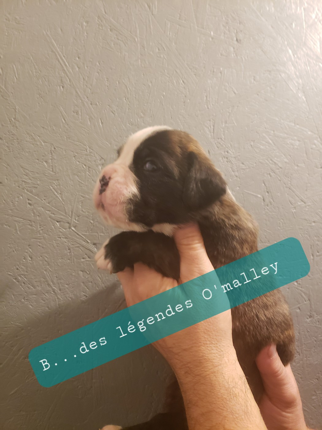 Bentley Des Légendes O'malley