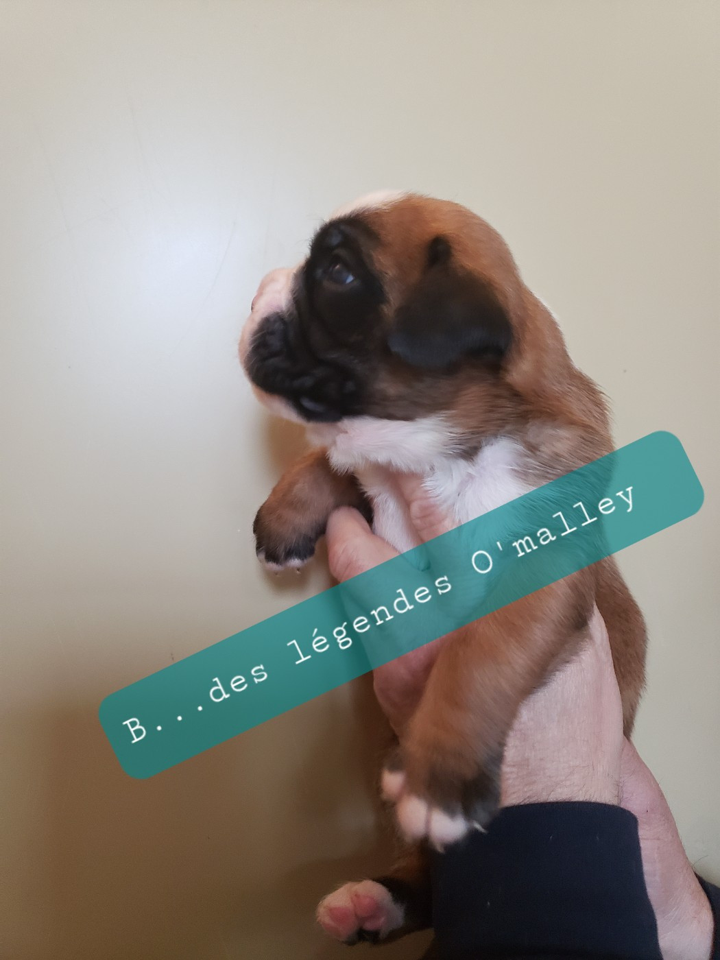 Berlioz Des Légendes O'malley