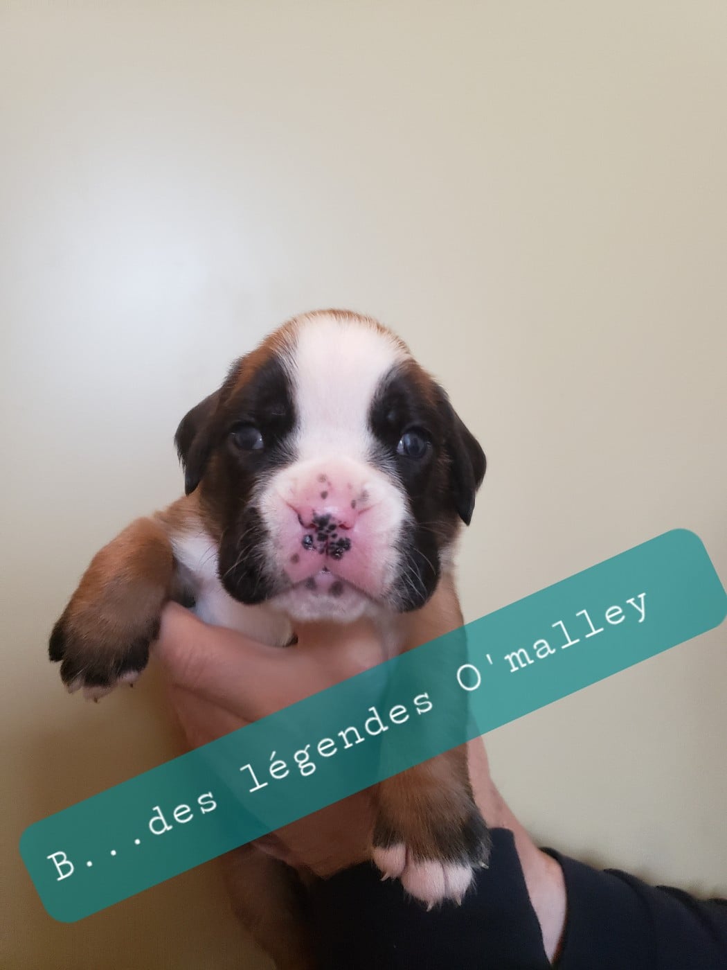 Berlioz Des Légendes O'malley