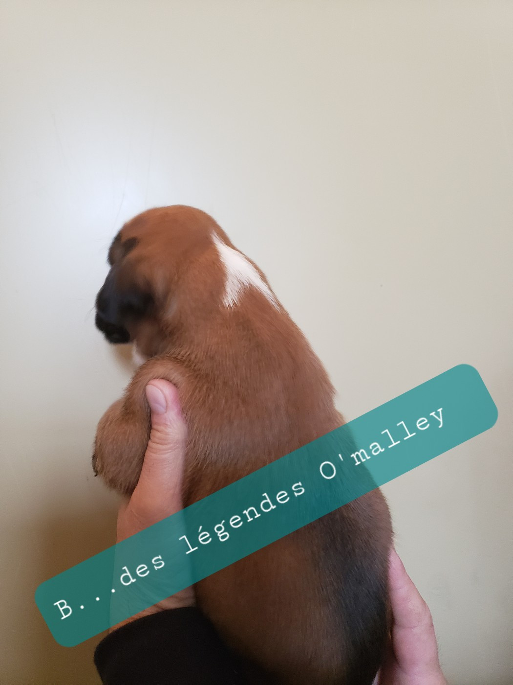 Berlioz Des Légendes O'malley