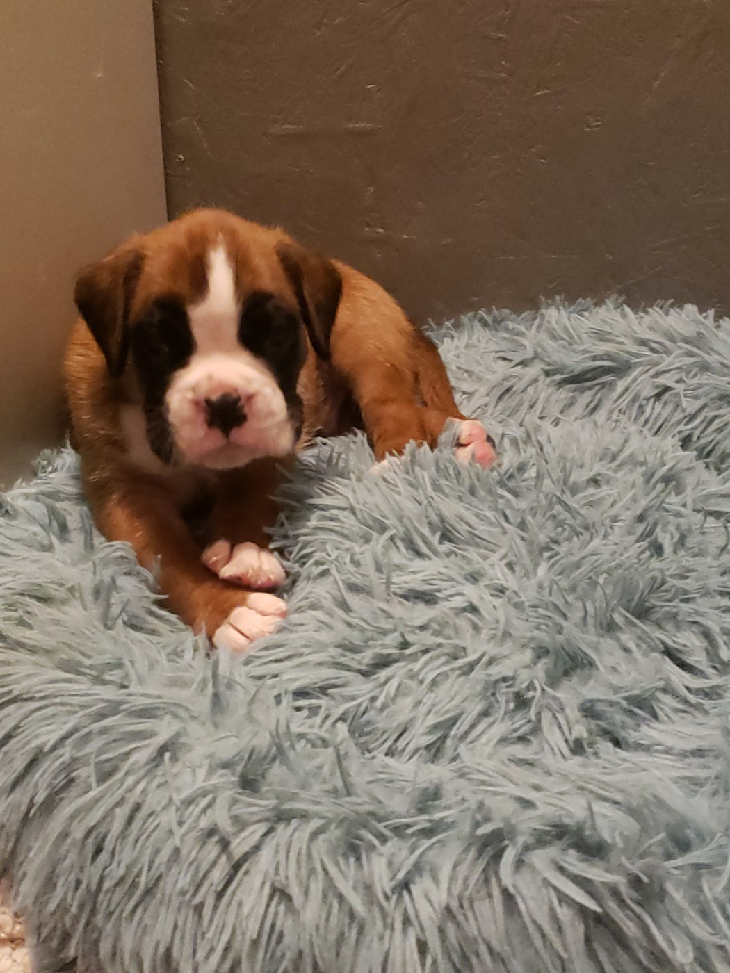 Billy Boy Des Légendes O'malley