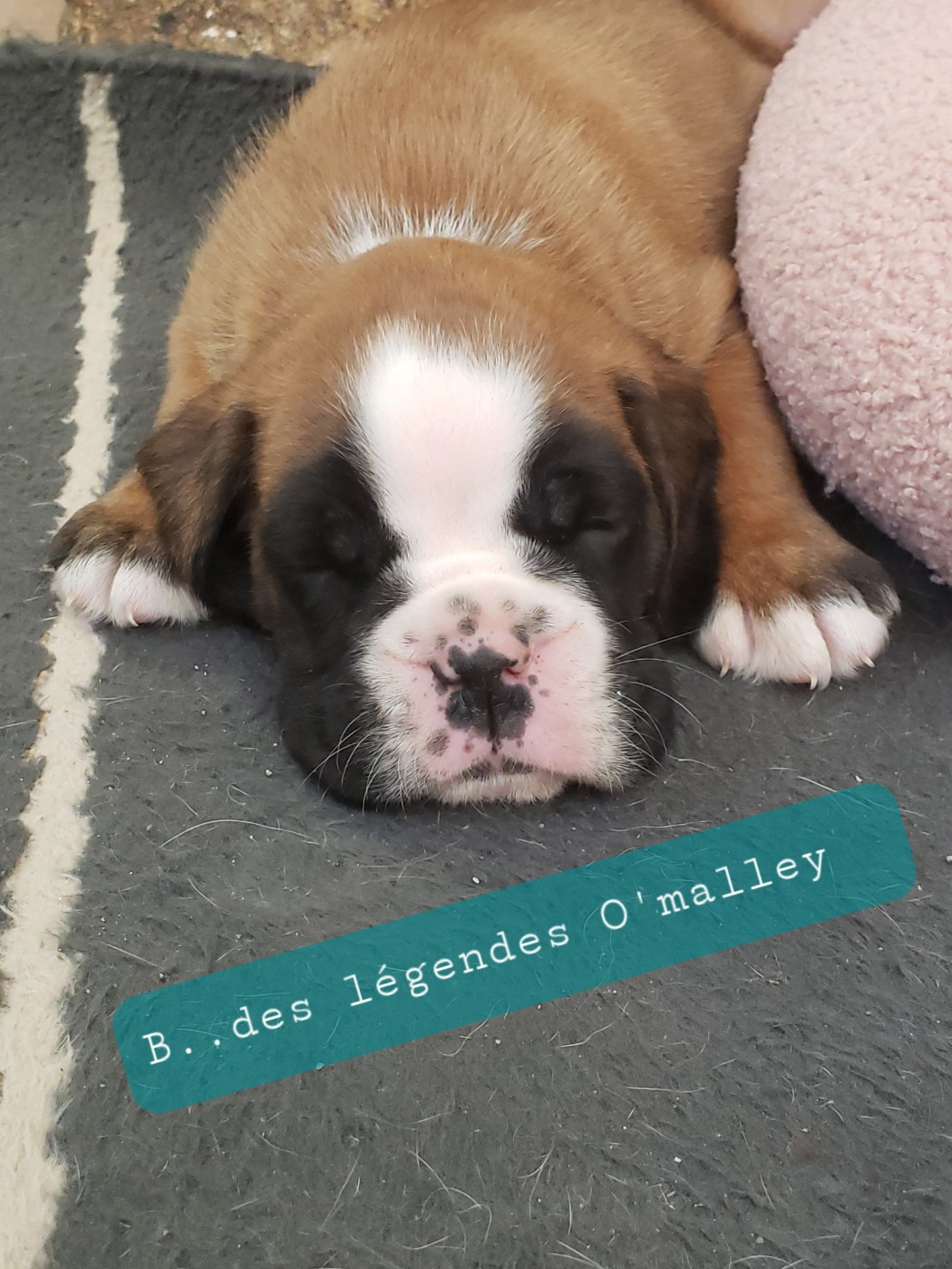 Berlioz Des Légendes O'malley