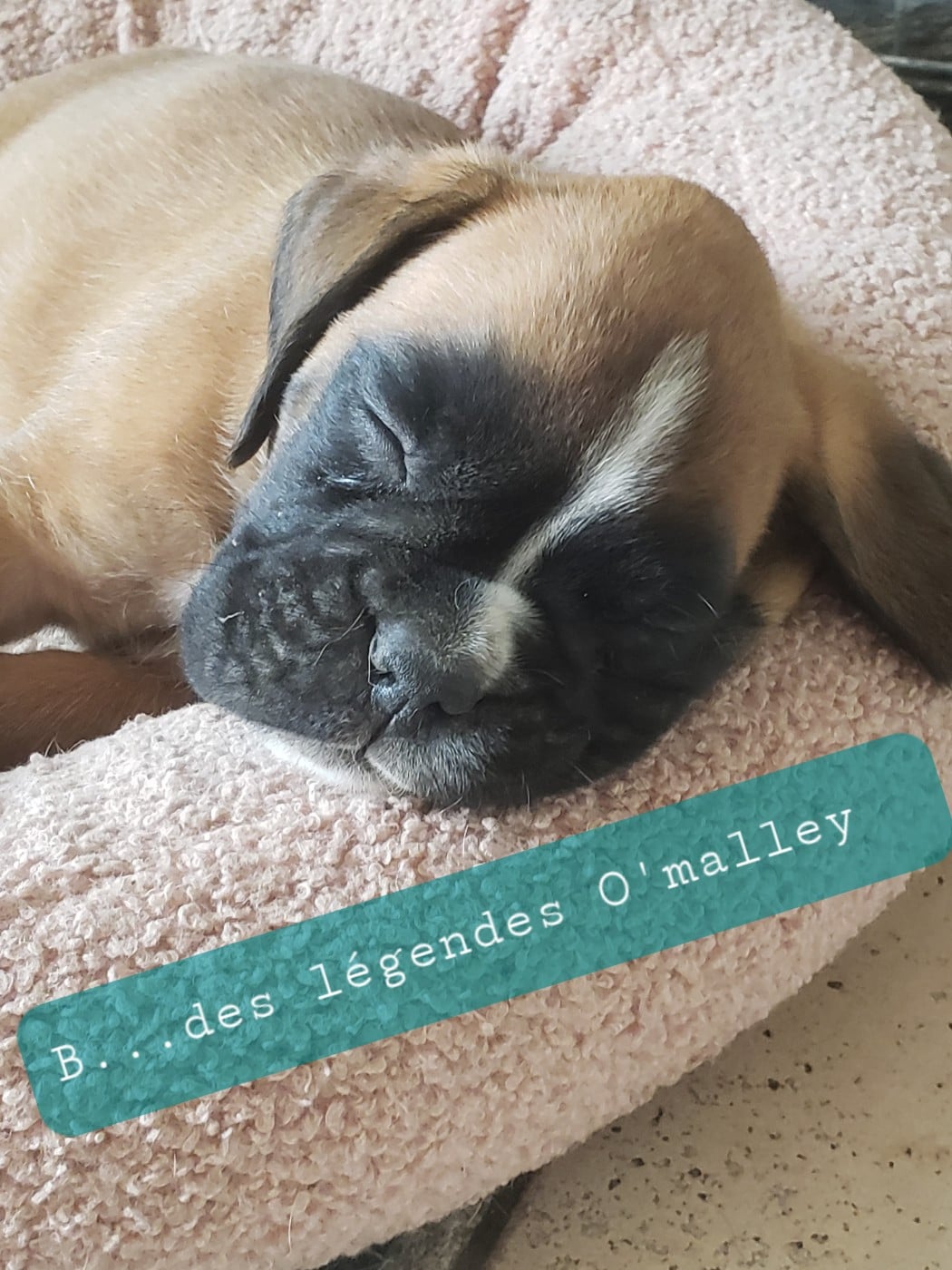 Bucky Des Légendes O'malley