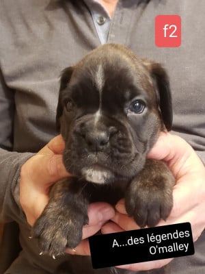Les chiots de Boxer