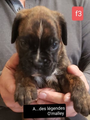 Les chiots de Boxer