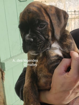 Les chiots de Boxer