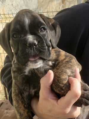 Les chiots de Boxer