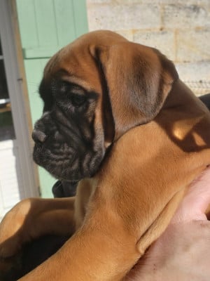 Les chiots de Boxer
