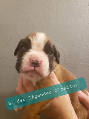 Les chiots de Boxer