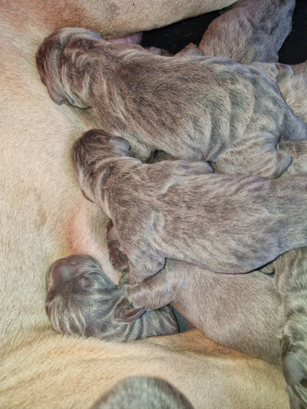 Cane Corso - Cerberes Legend