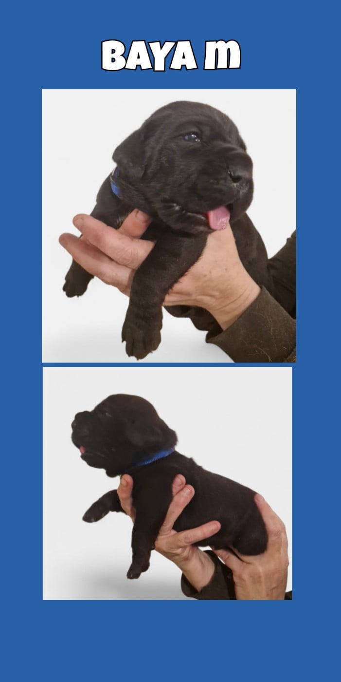 Cane Corso - Cerberes Legend