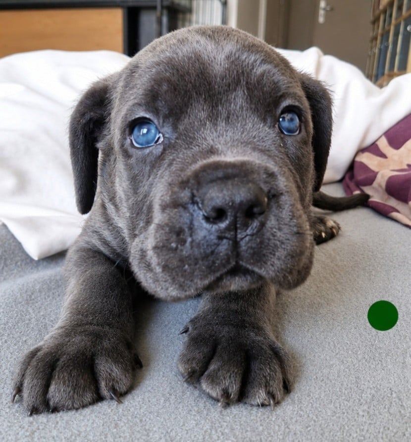 Cane Corso - Cerberes Legend