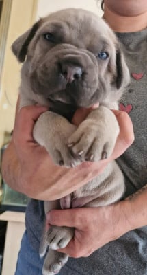 Les chiots de Cane Corso