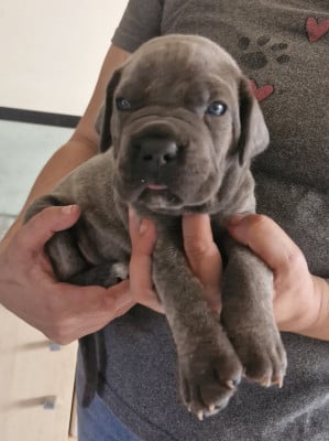 Les chiots de Cane Corso