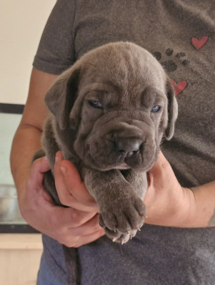 Les chiots de Cane Corso