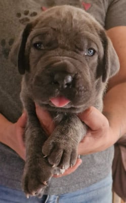 Les chiots de Cane Corso