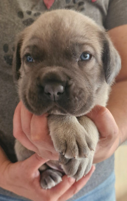 Les chiots de Cane Corso