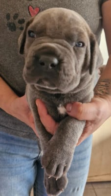 Les chiots de Cane Corso