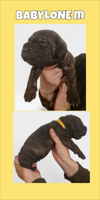 Les chiots de Cane Corso