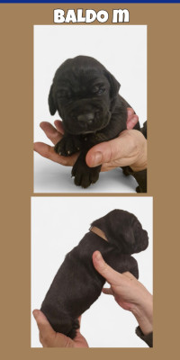 Les chiots de Cane Corso