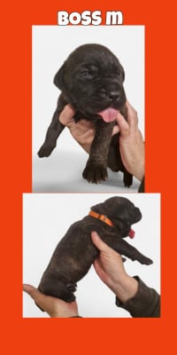 Les chiots de Cane Corso