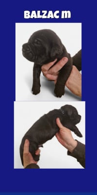 Les chiots de Cane Corso