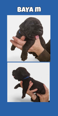 Les chiots de Cane Corso