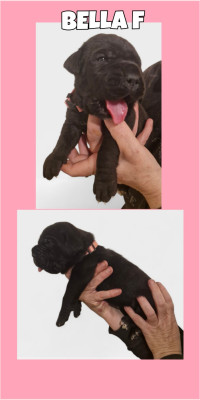 Les chiots de Cane Corso