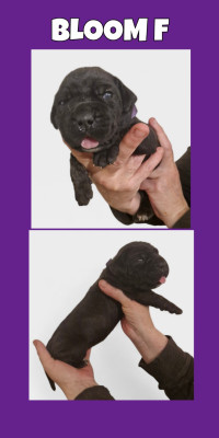 Les chiots de Cane Corso