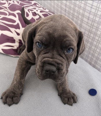 Belluno - Cane Corso