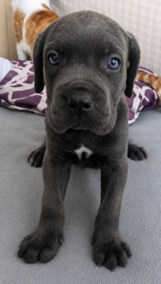 Boston - Cane Corso