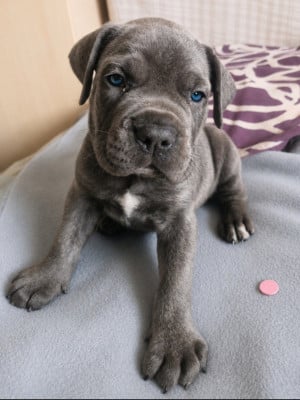 Bologne - Cane Corso