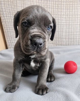 Brescia - Cane Corso