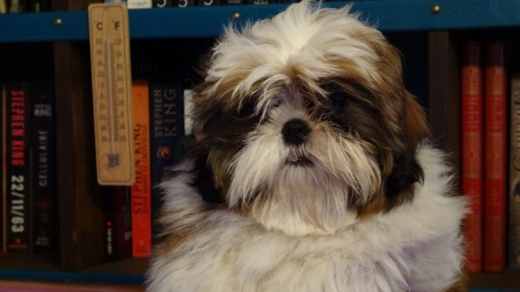 Umaïmah De chatoisillon