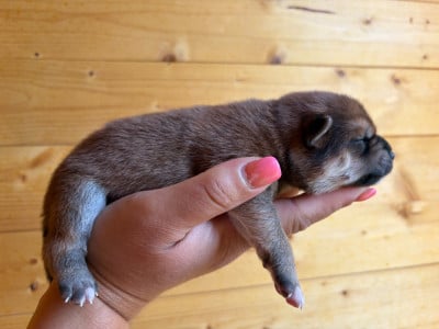 Les chiots de Shiba