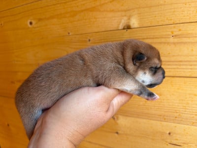 Les chiots de Shiba