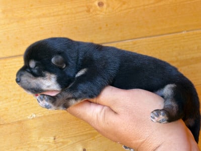 CHIOT 2 - Shiba