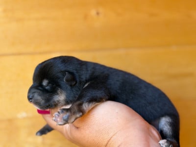 CHIOT 3 - Shiba