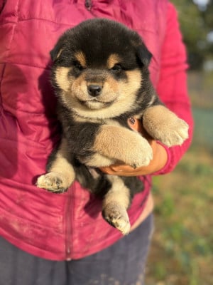 Les chiots de Shiba