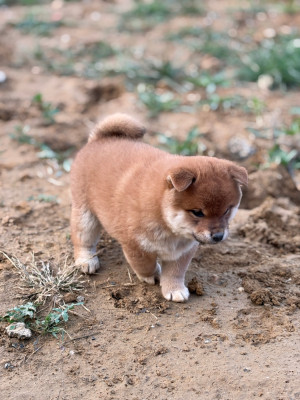 Les chiots de Shiba