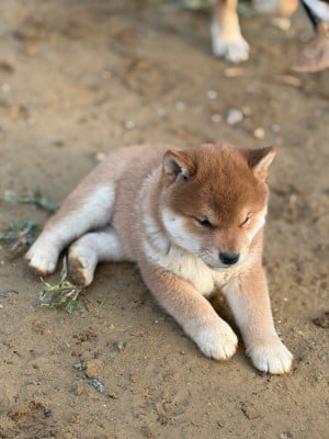 Les chiots de Shiba